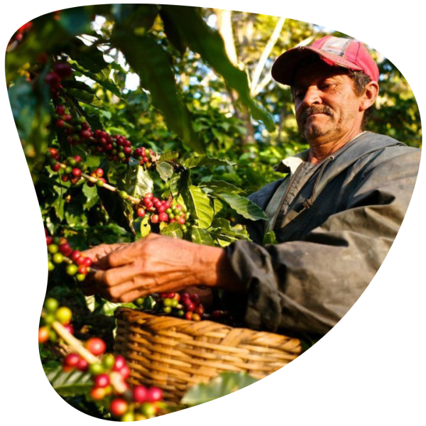 cafetero colombiano